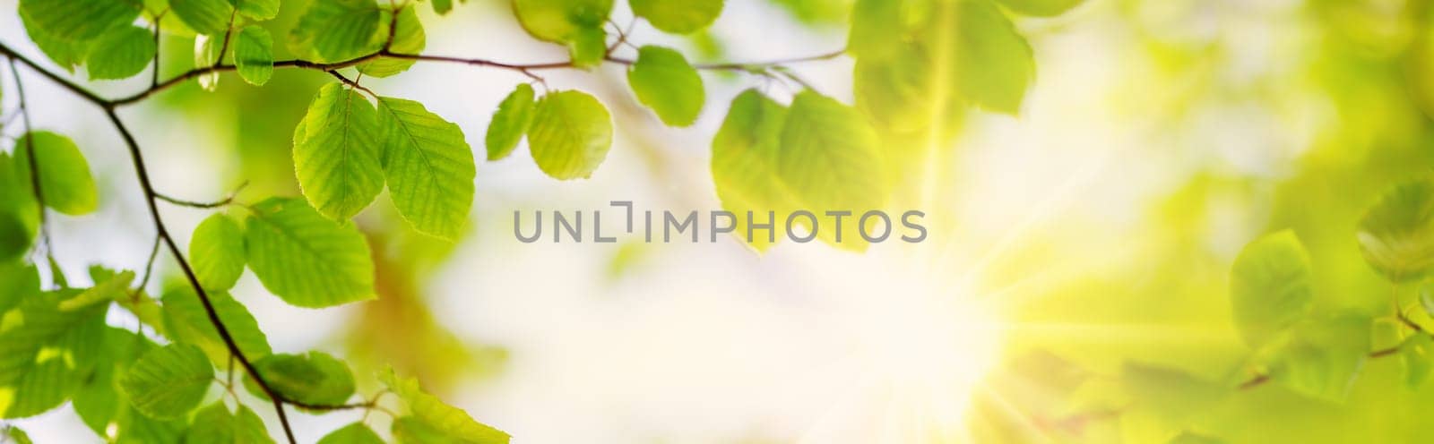 Panoramic view of the tree's branches with fresh young foliage. Beautiful natural background.