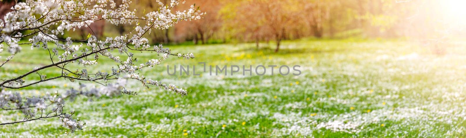 Panoramic view of the colourful meadow with blossoming cherry trees. Spring in the natural park.