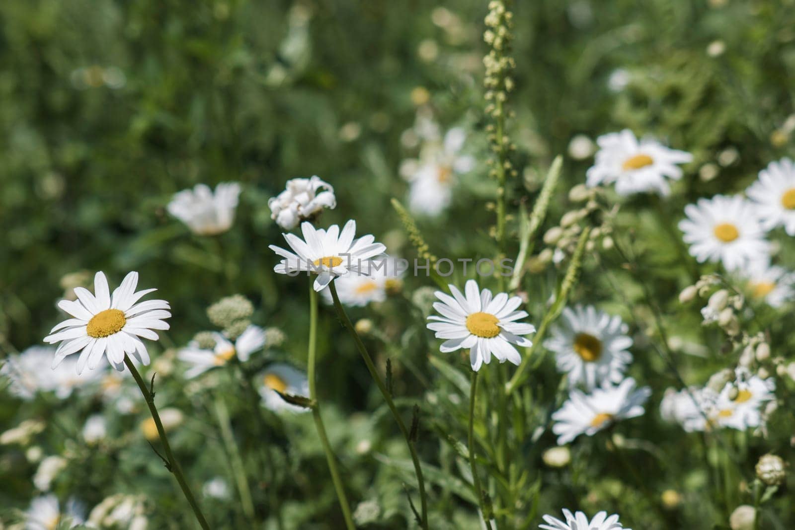 daisies flowers - close up - soft focus