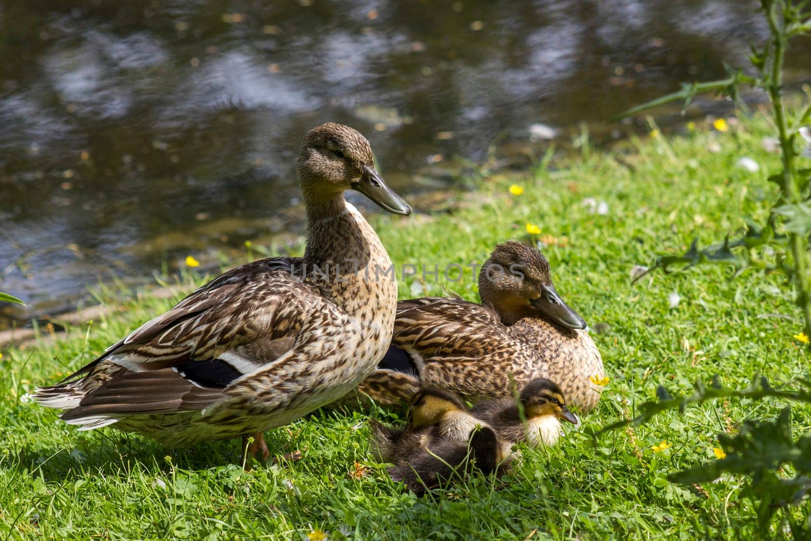 Mallard ducks with small duckling in a living nature on the river on a sunny day