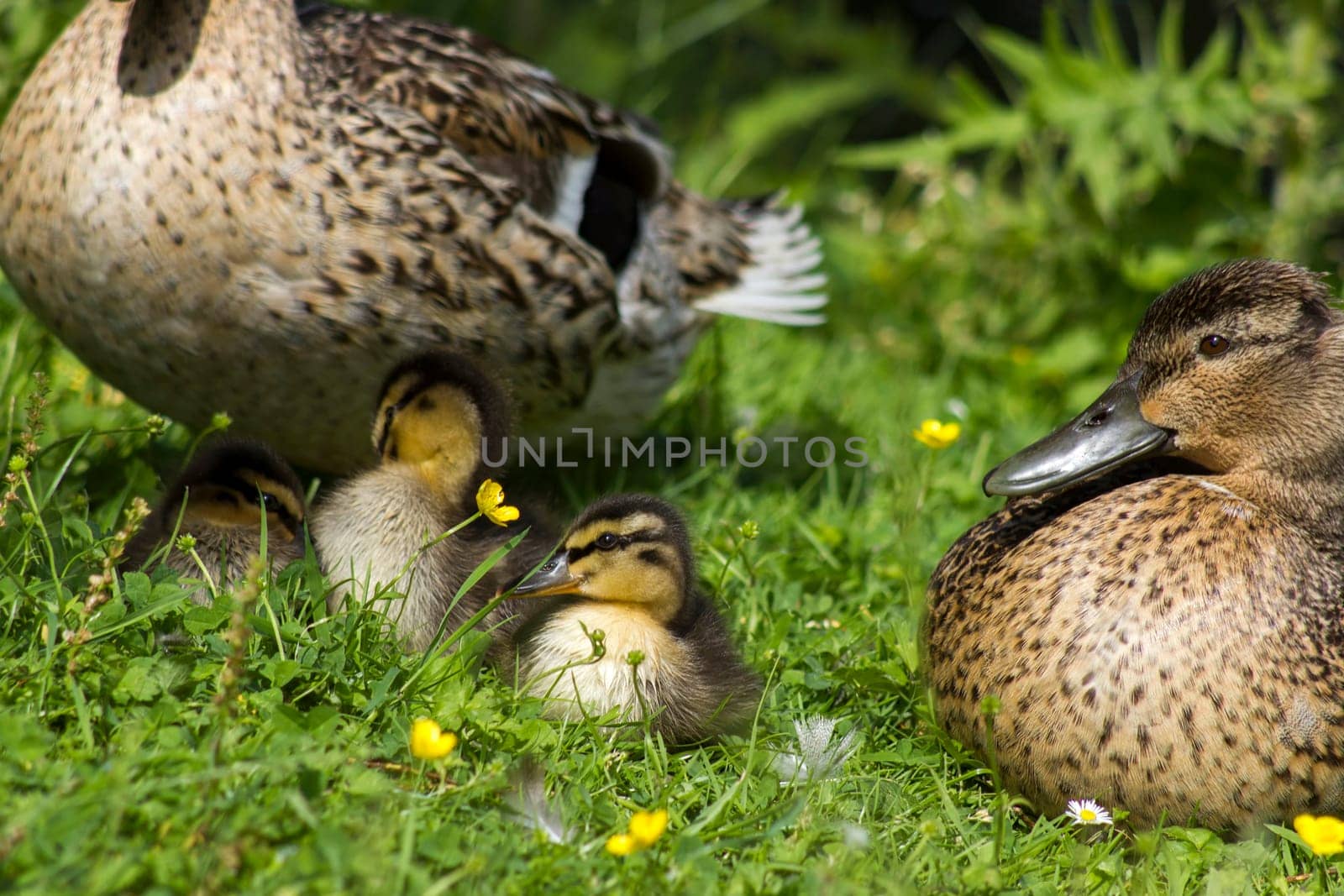 Mallard ducks with small duckling in a living nature on the river on a sunny day