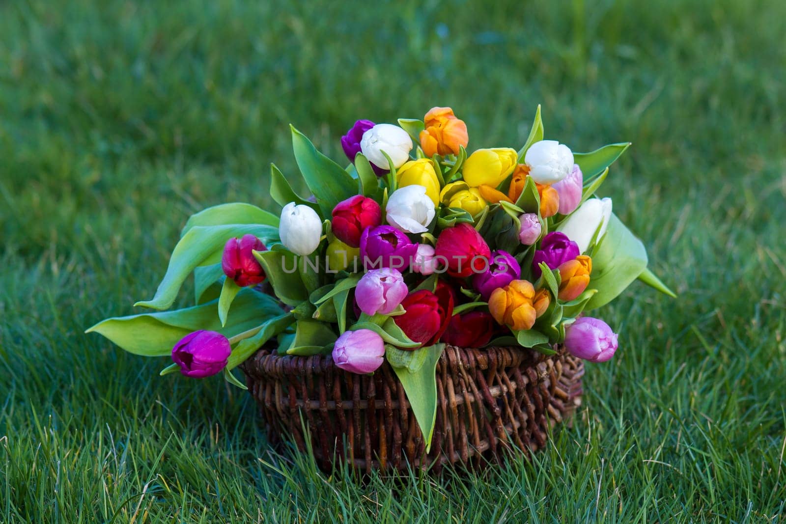 colorful fresh tulips in the basket