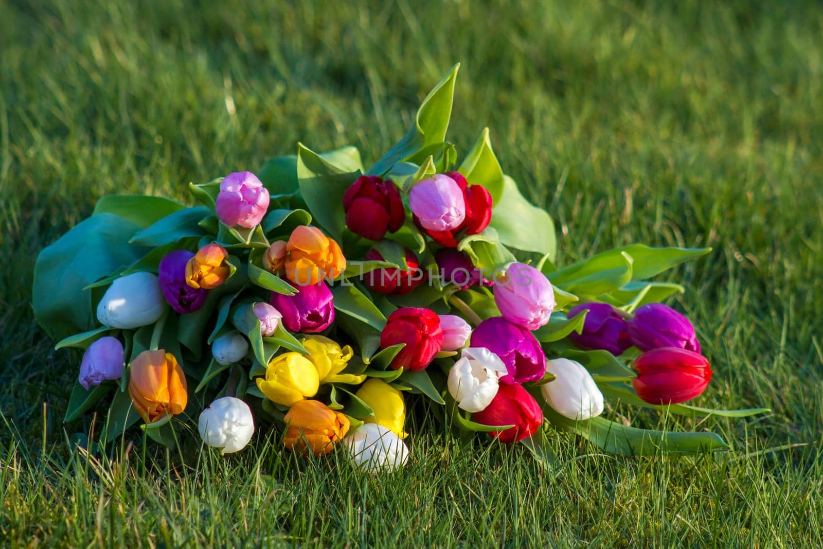 bunch of colorful fresh tulips in the garden