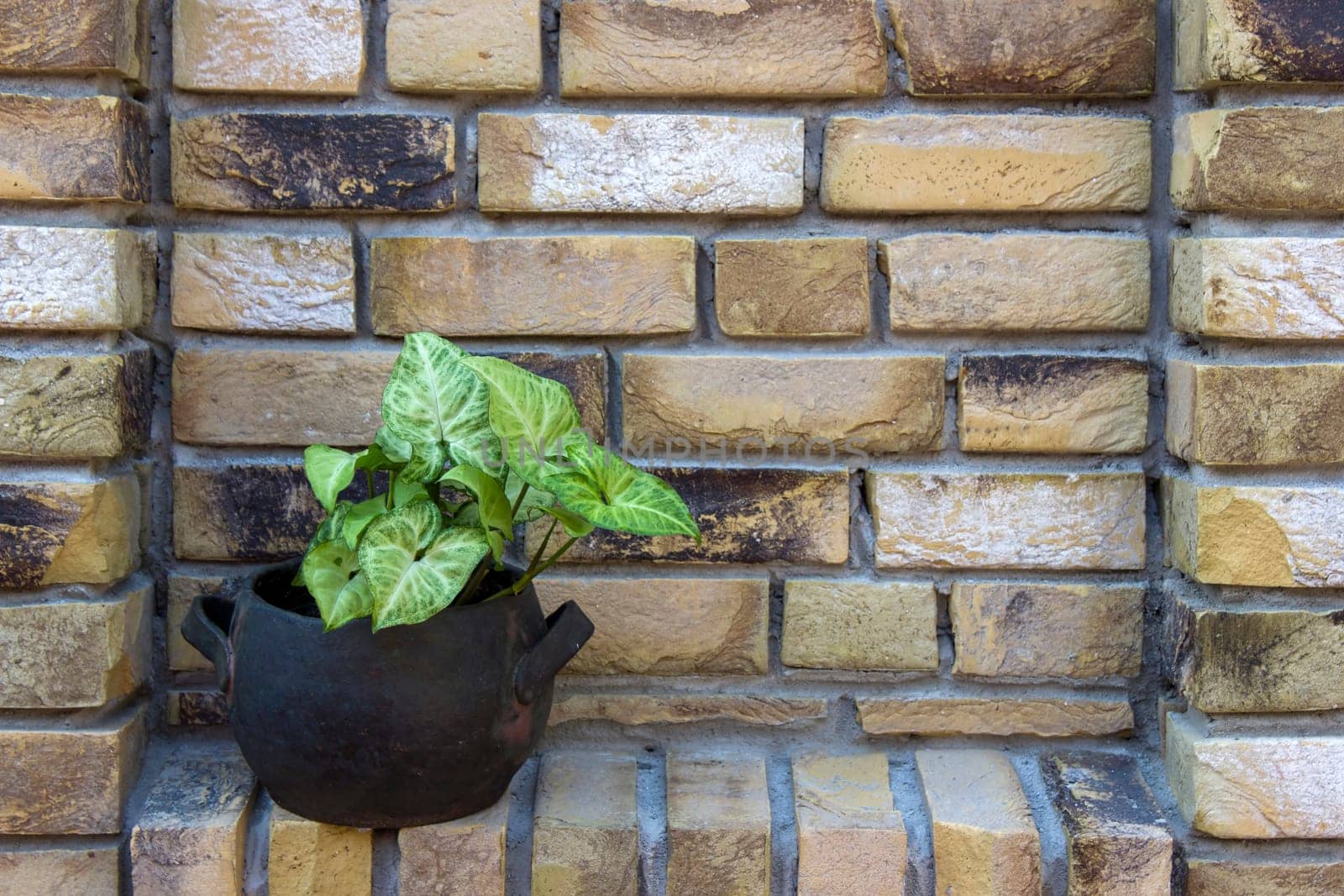 green plant in a clay pot on a brick wall