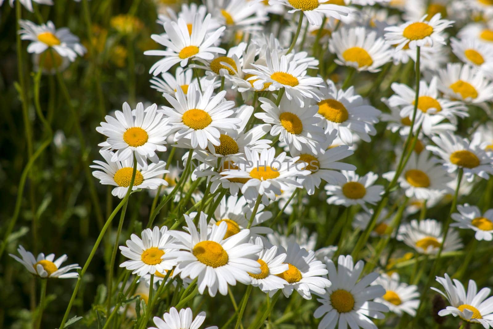 Ox-eye Daisy (Leucanthemum vulgare) in garden - close up