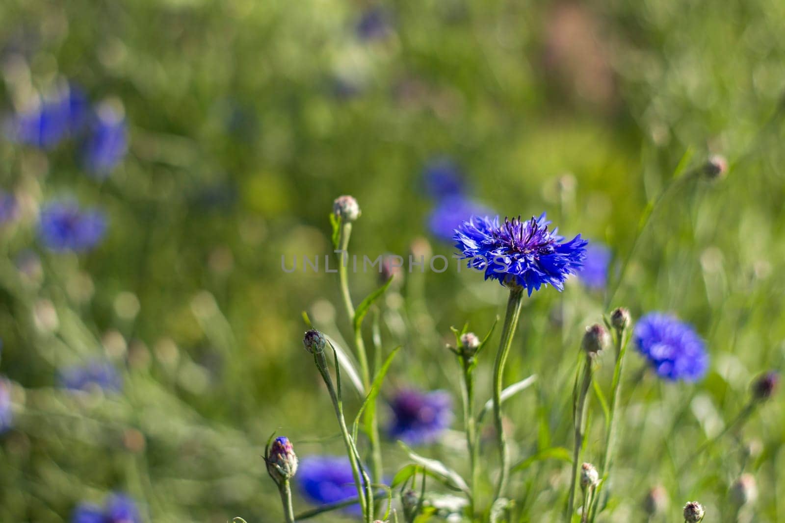 cornflowers - close up - soft focus