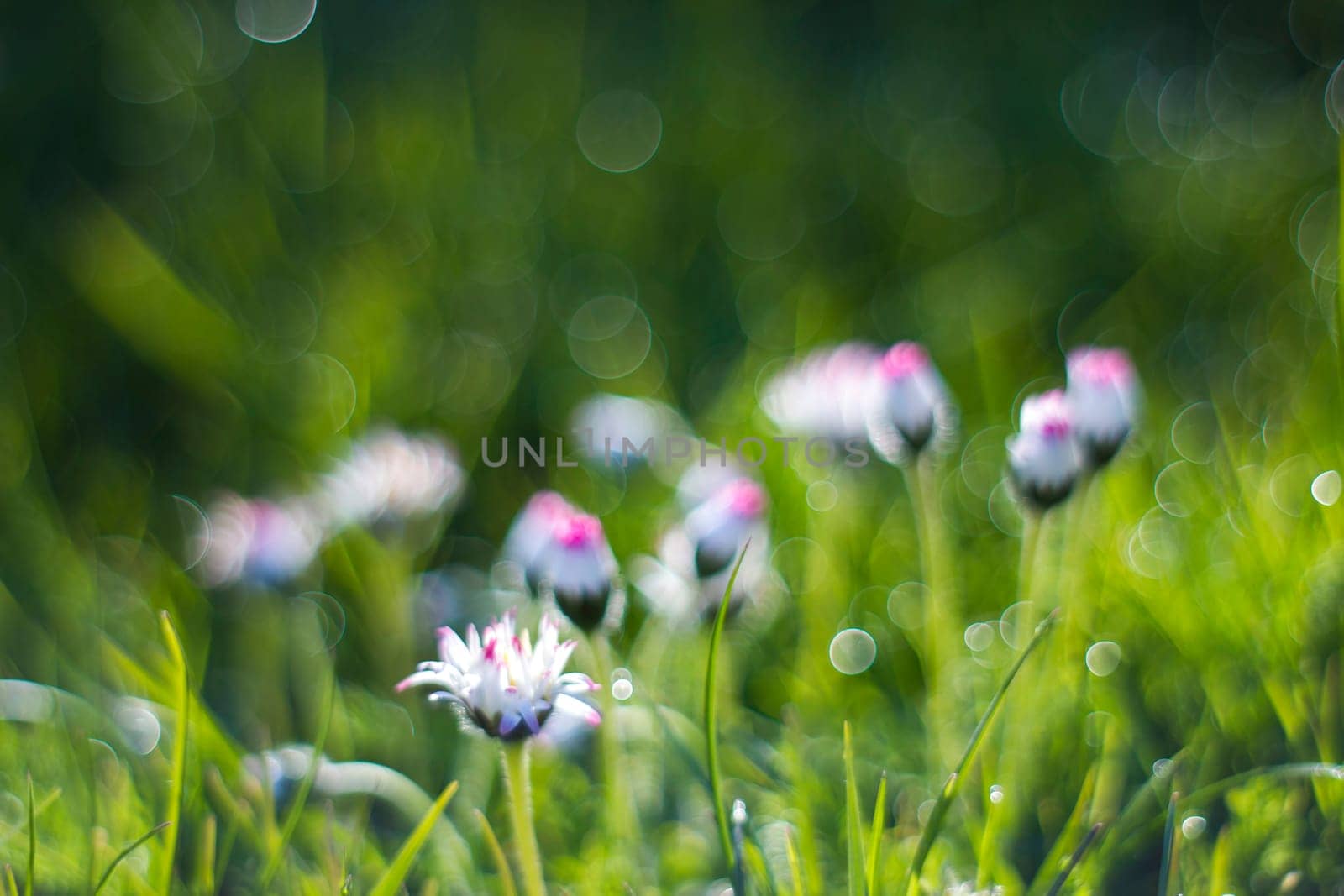 daisy flowers in morning dew with natural bokeh, soft focus