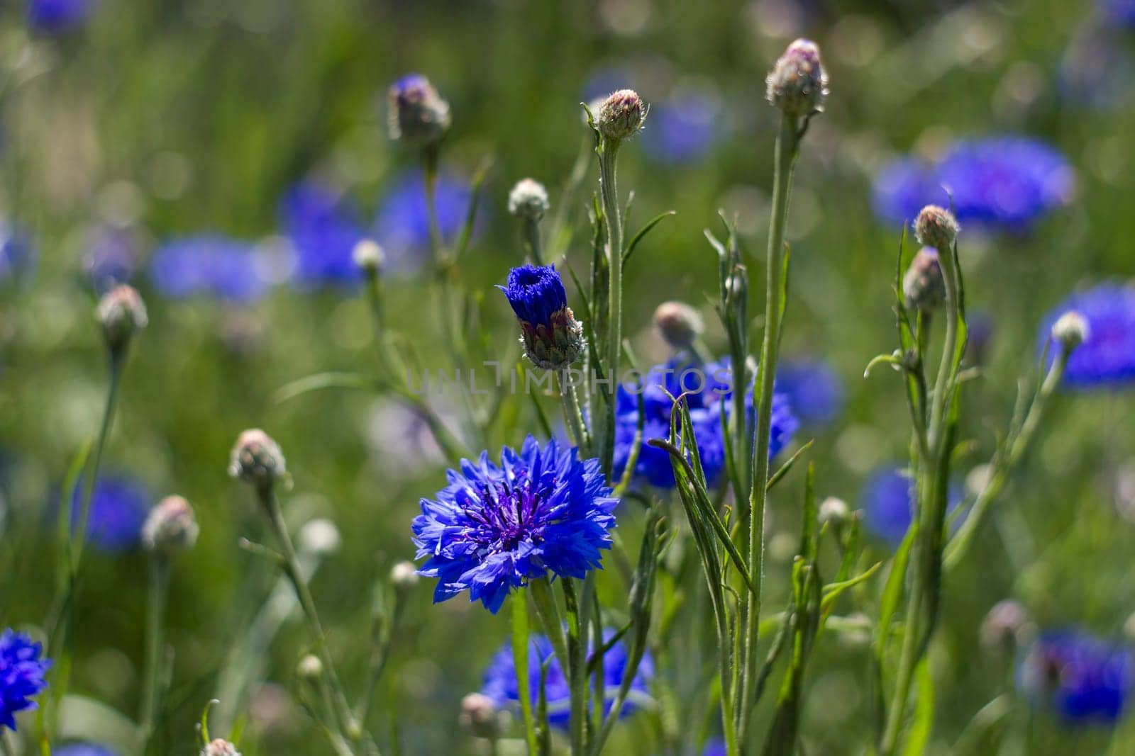 cornflowers - close up - soft focus
