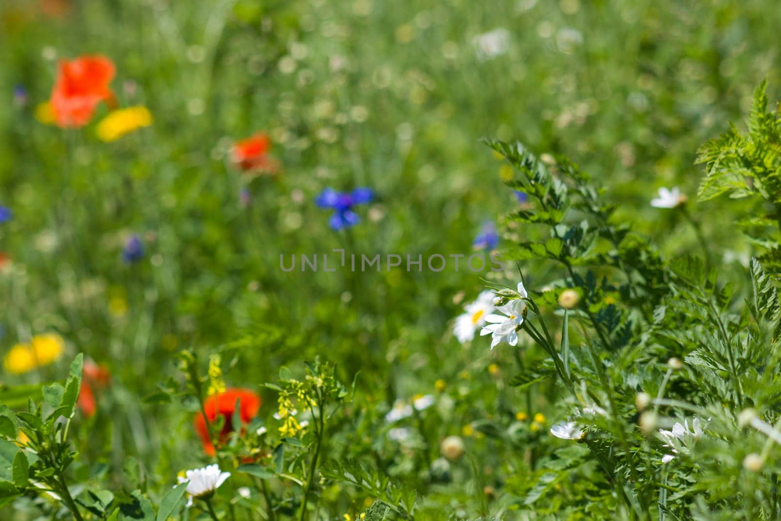 wild flowers flowers - close up - soft focus
