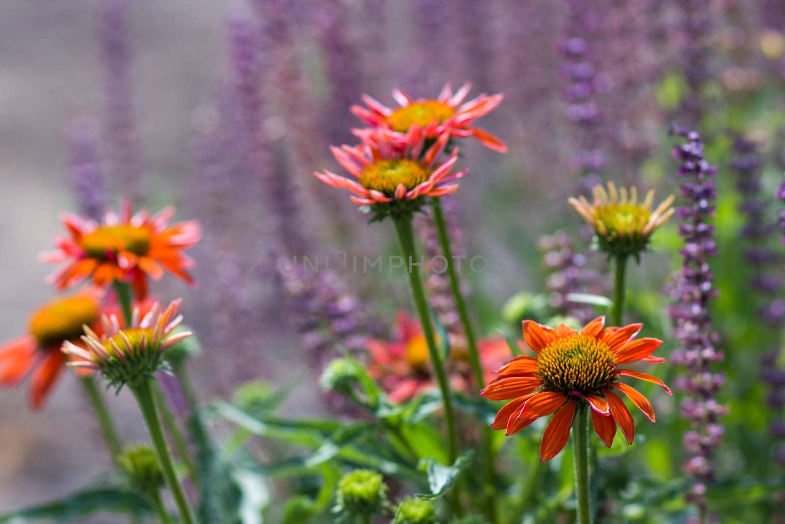 echinacea - coneflowers in the garden - abstrackt background