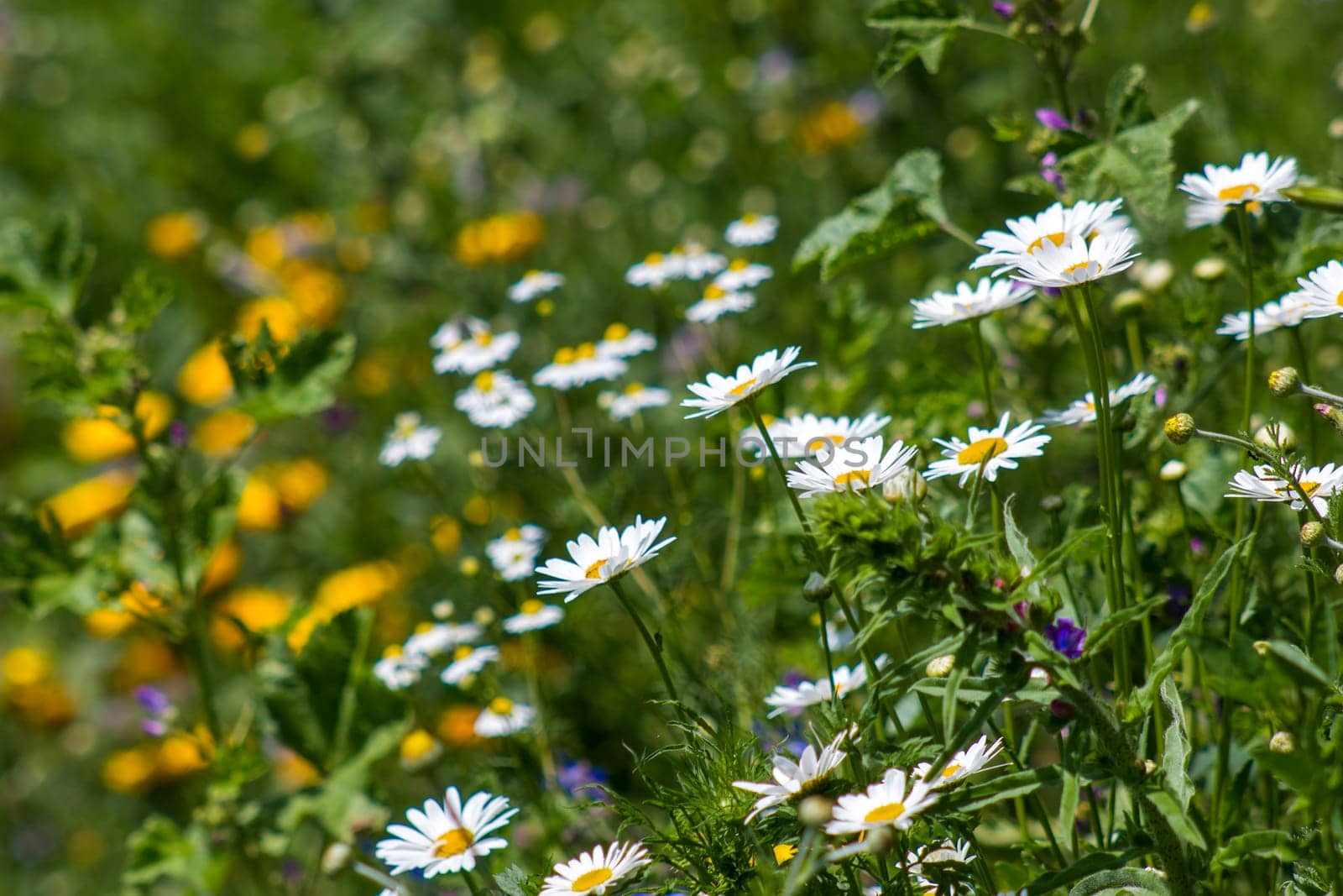 daisies flowers - close up - soft focus