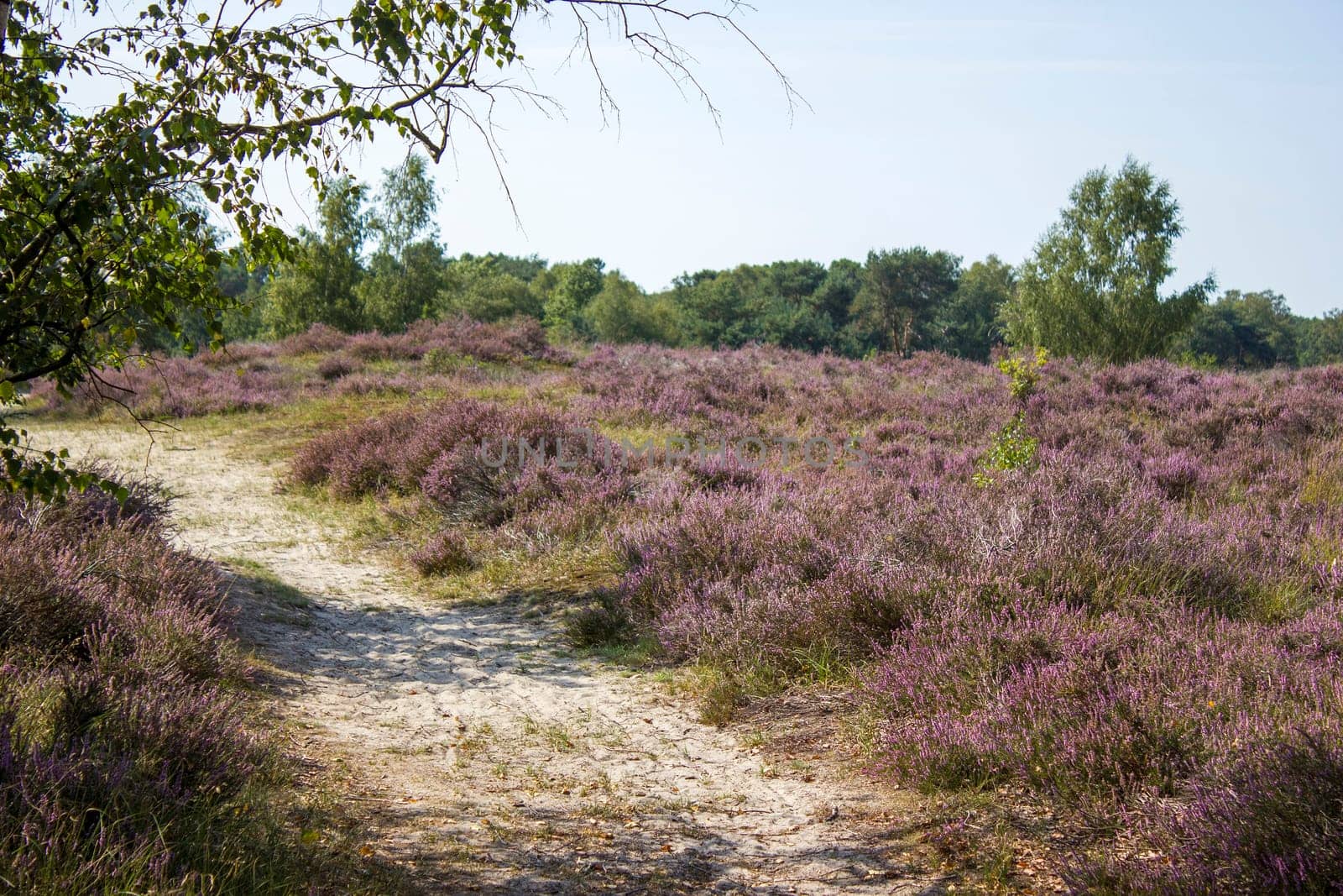 Heathland in National Park Maasduinen in the Netherlands