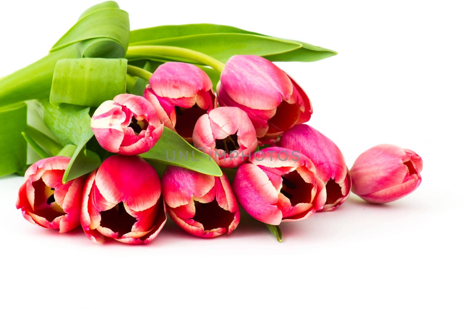 red tulips on white background