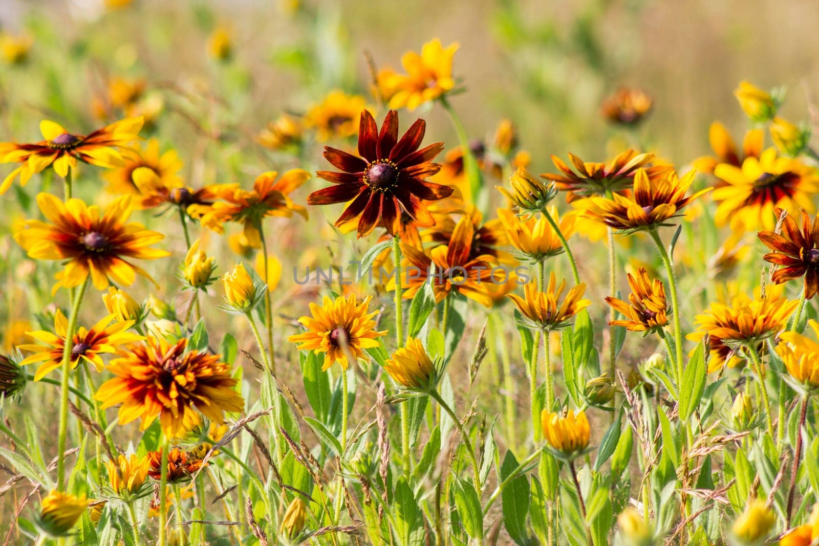 Rudbeckia flowers in nature