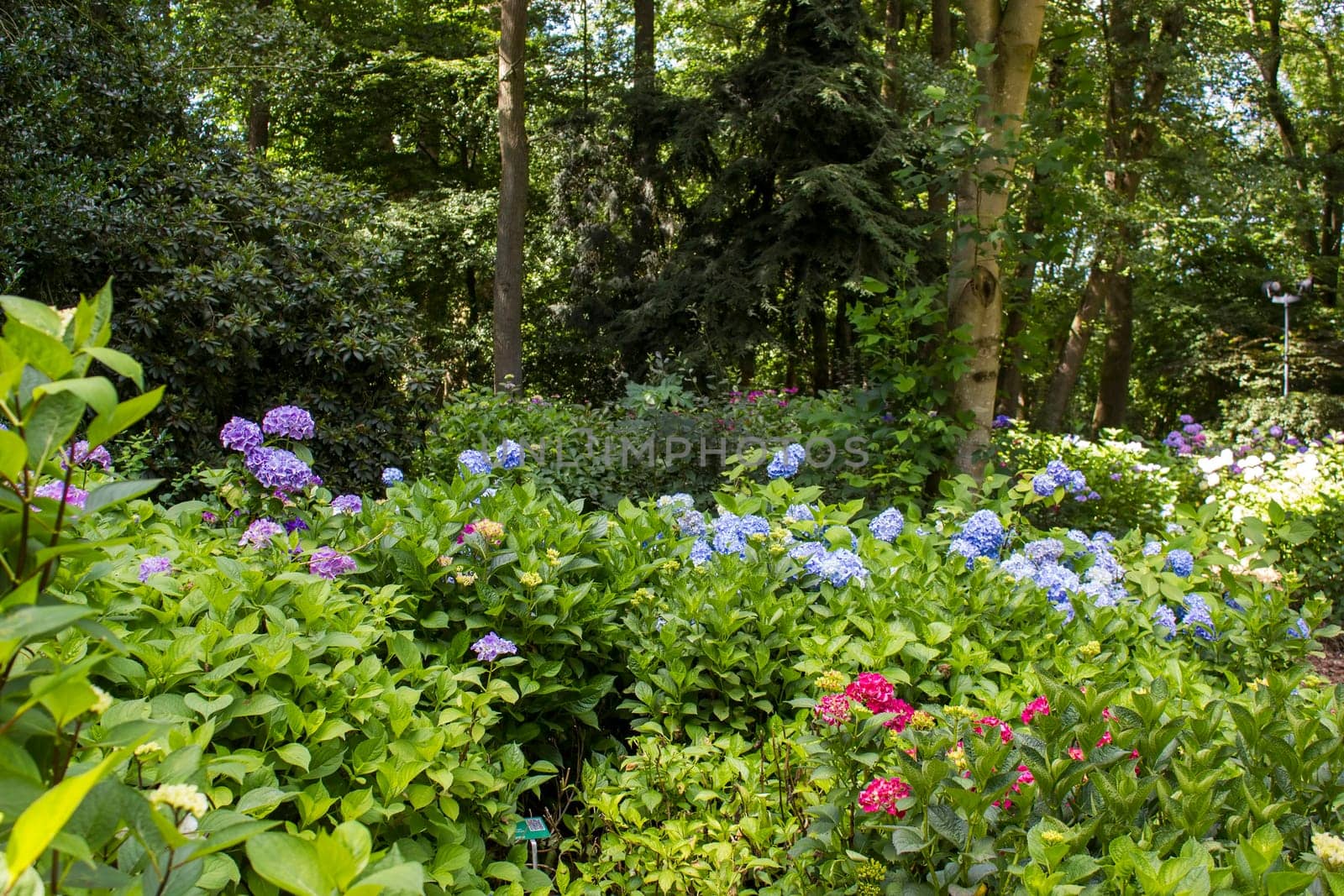 Bush of Hortensia flowers in the garden, Germany