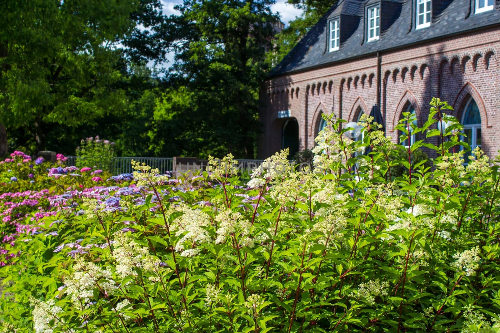 Bush of Hortensia flowers in the garden, Germany