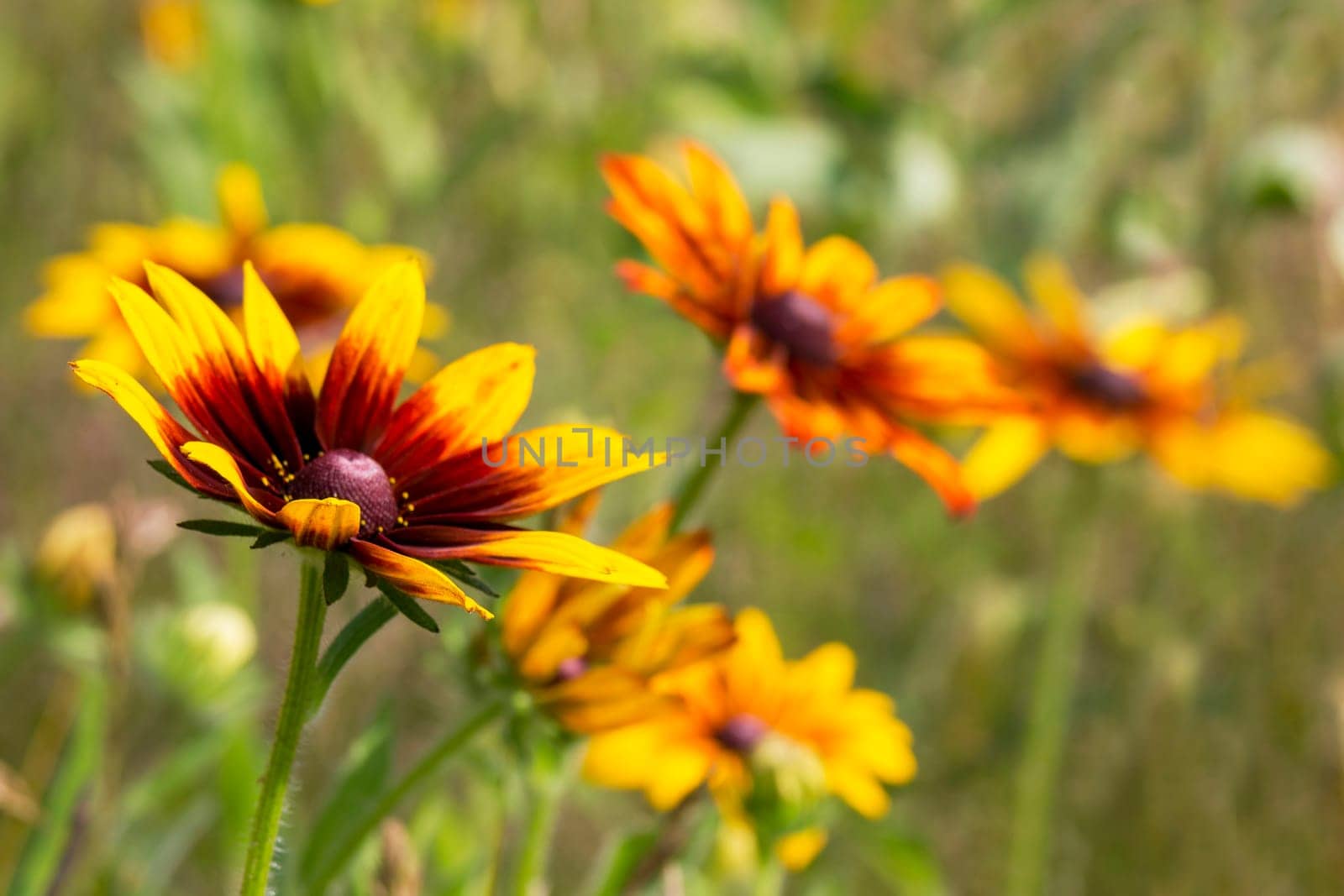 Rudbeckia flowers in nature