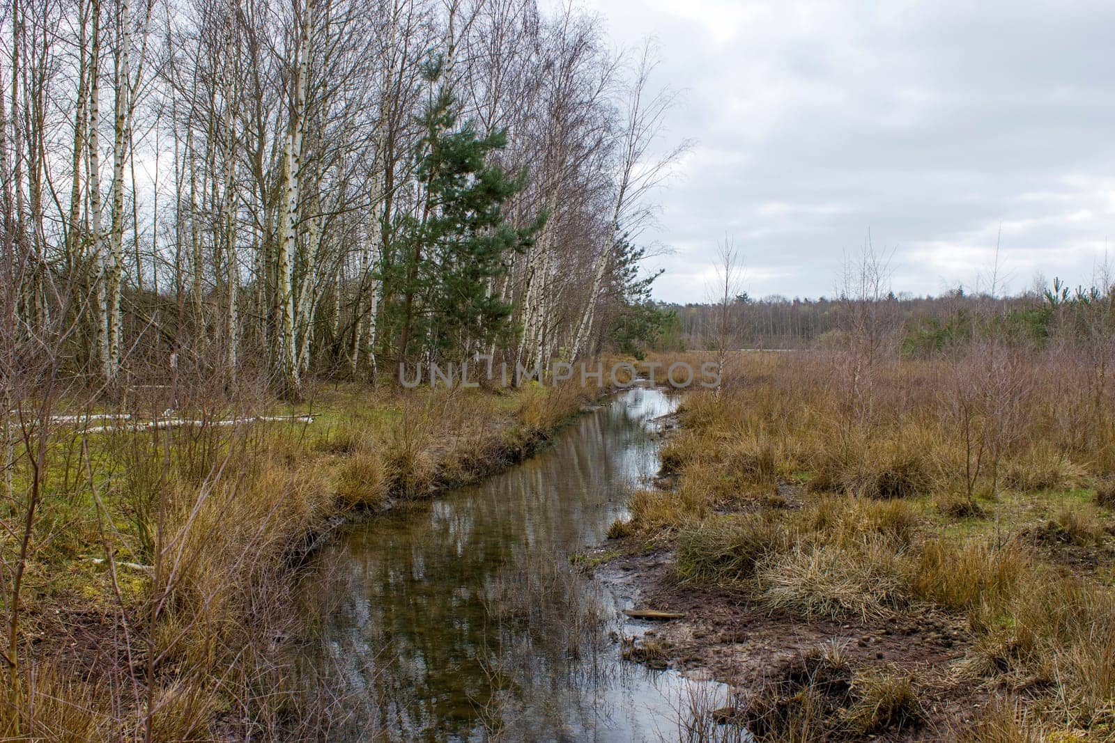 Landscape in the National Park Maasduinen in the Netherlands