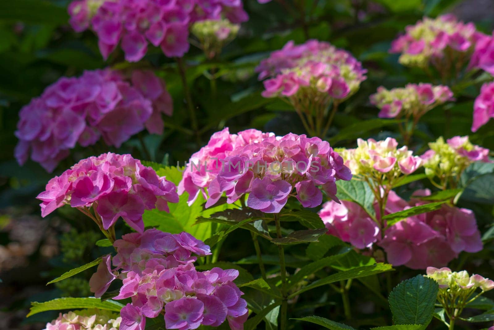 Bush of Hortensia flowers in the garden, Germany
