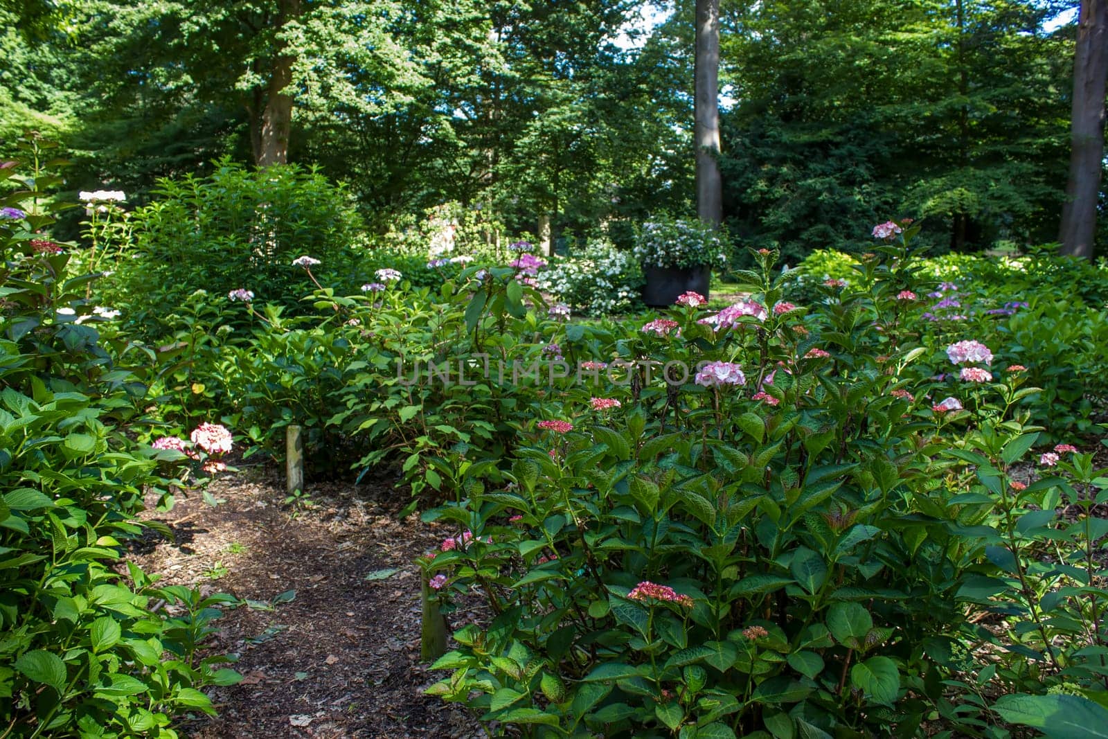 Bush of Hortensia flowers in the garden, Germany