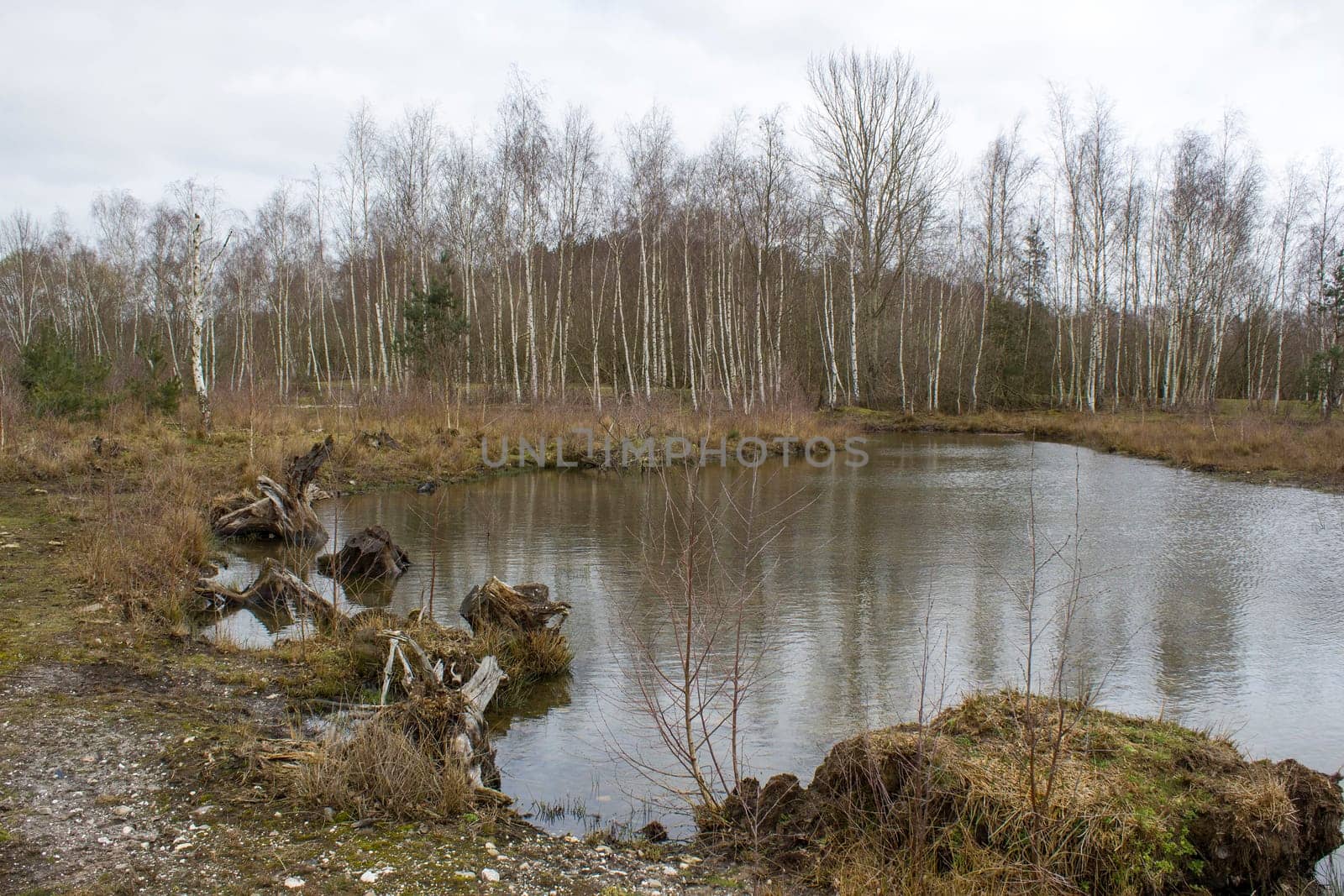 Landscape in the National Park Maasduinen in the Netherlands