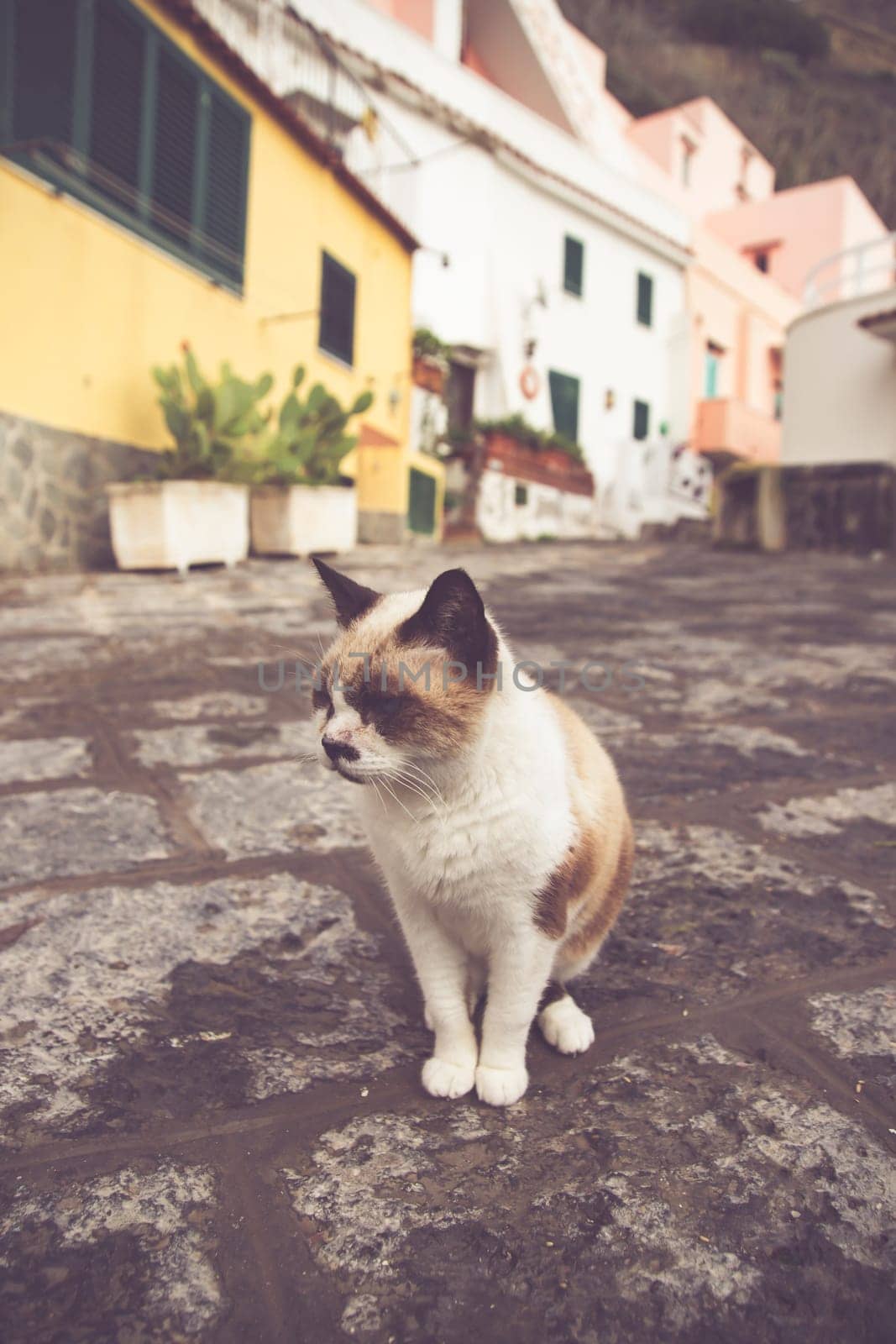 Procida, the island of cats.