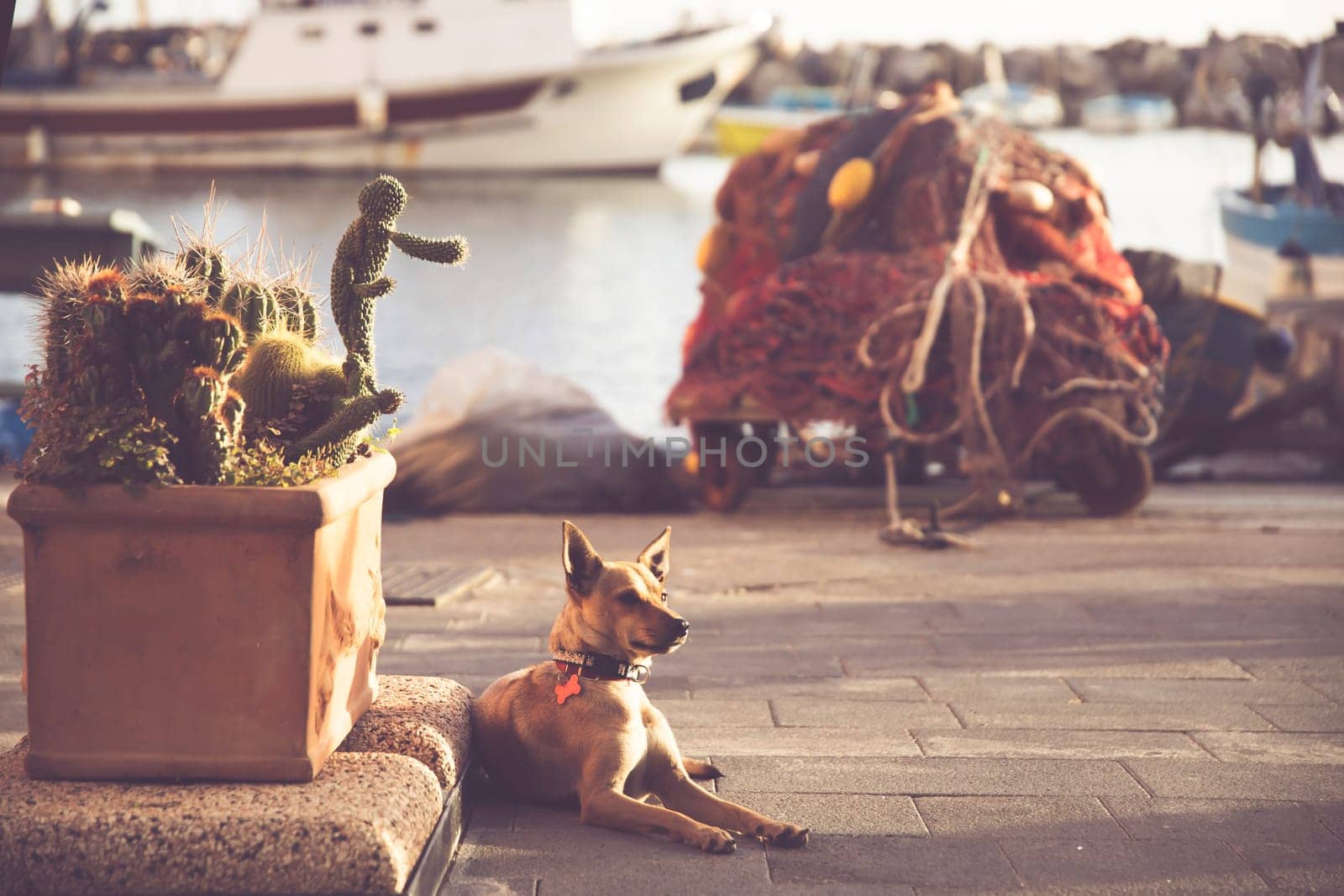 View of cute dog on the Port of Corricella with lots of colorful houses on a sunny day in Procida Island, Italy.