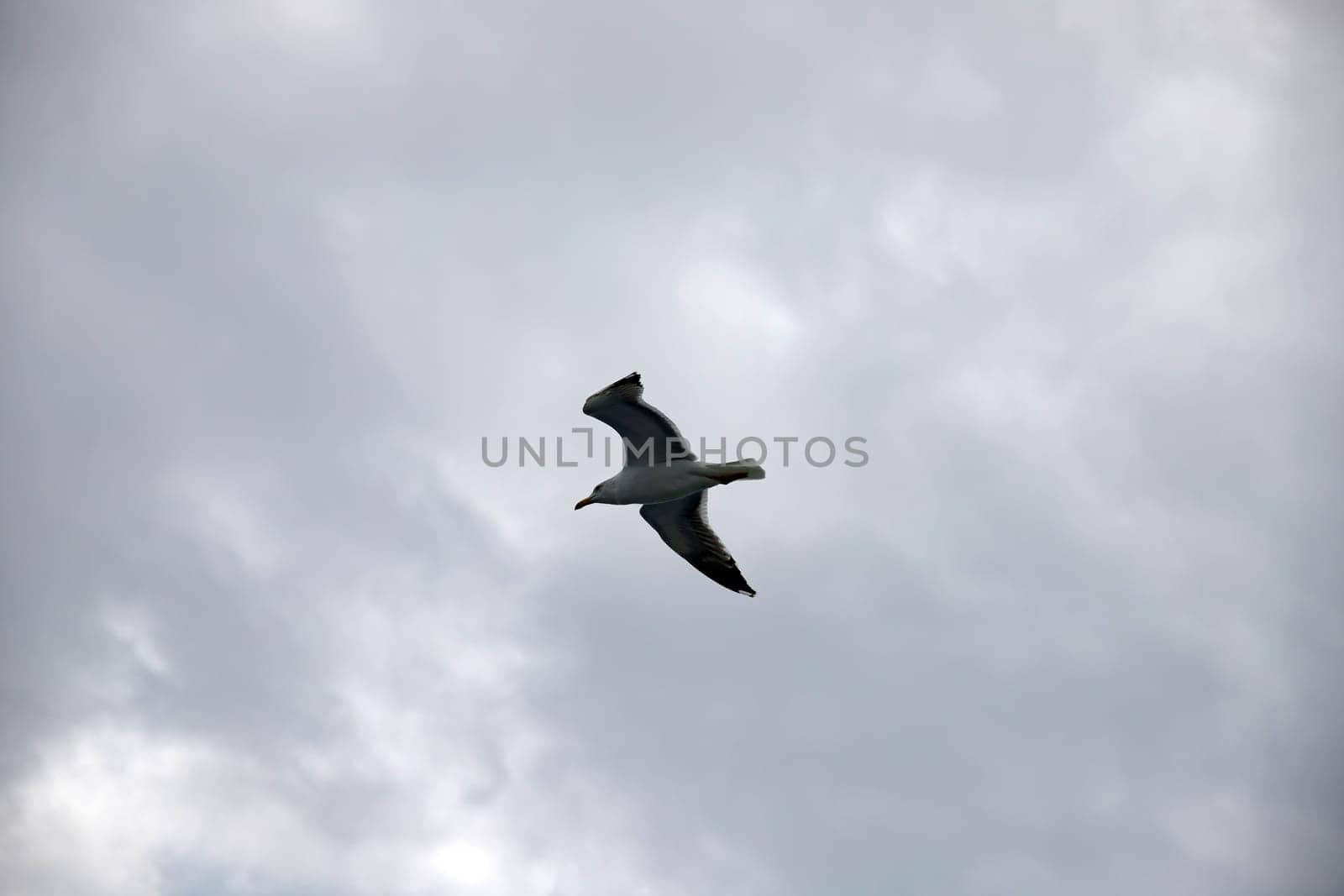 Seagull on cloudy, grey autumn sky