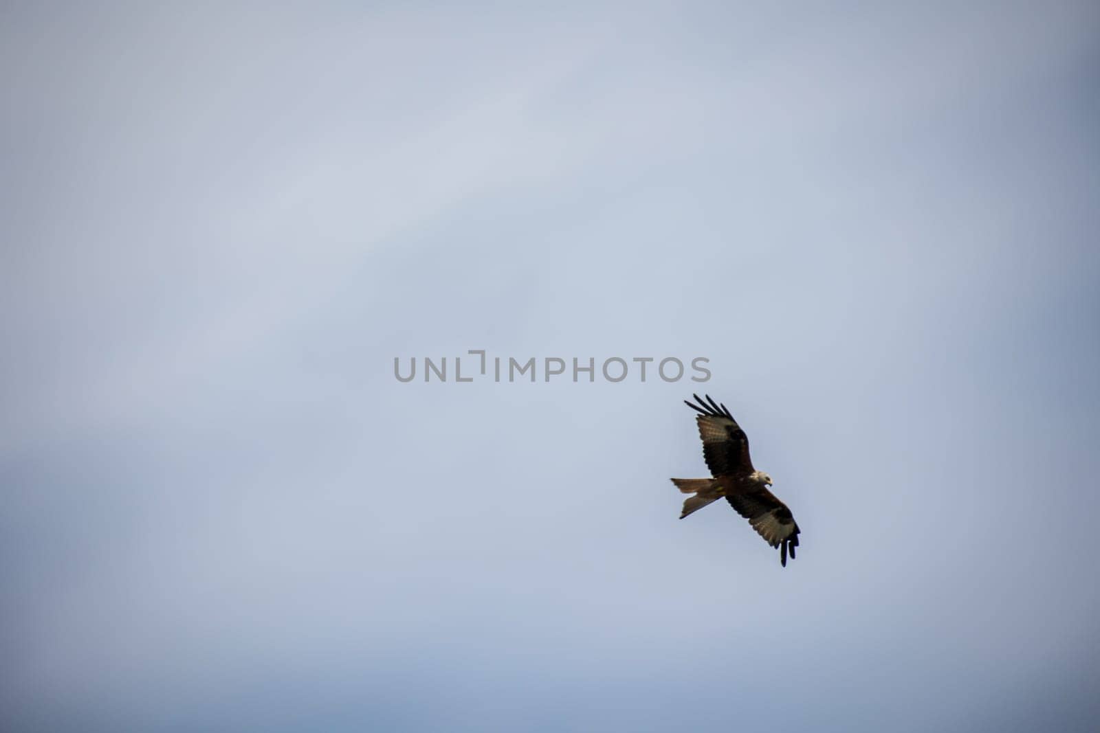 A red kite with outstretched wings circles in the sky.