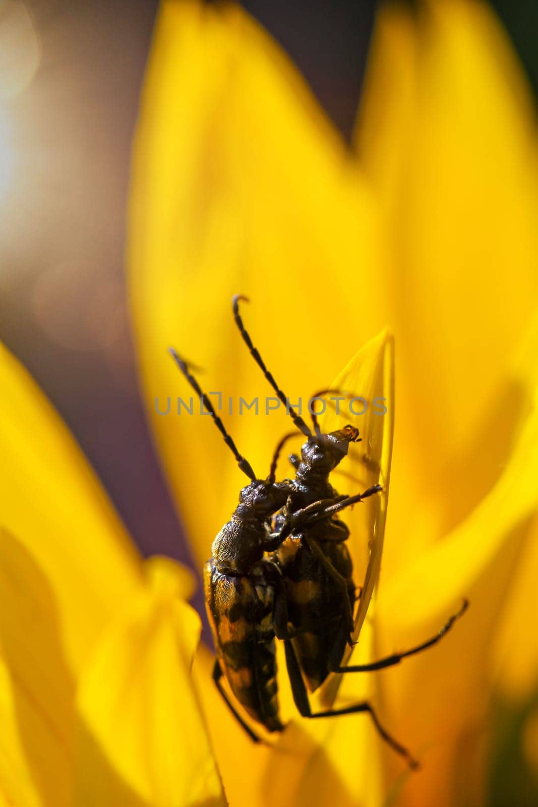 A four-banded narrowbuck, Leptura quadrifasciata on a sunflower.
