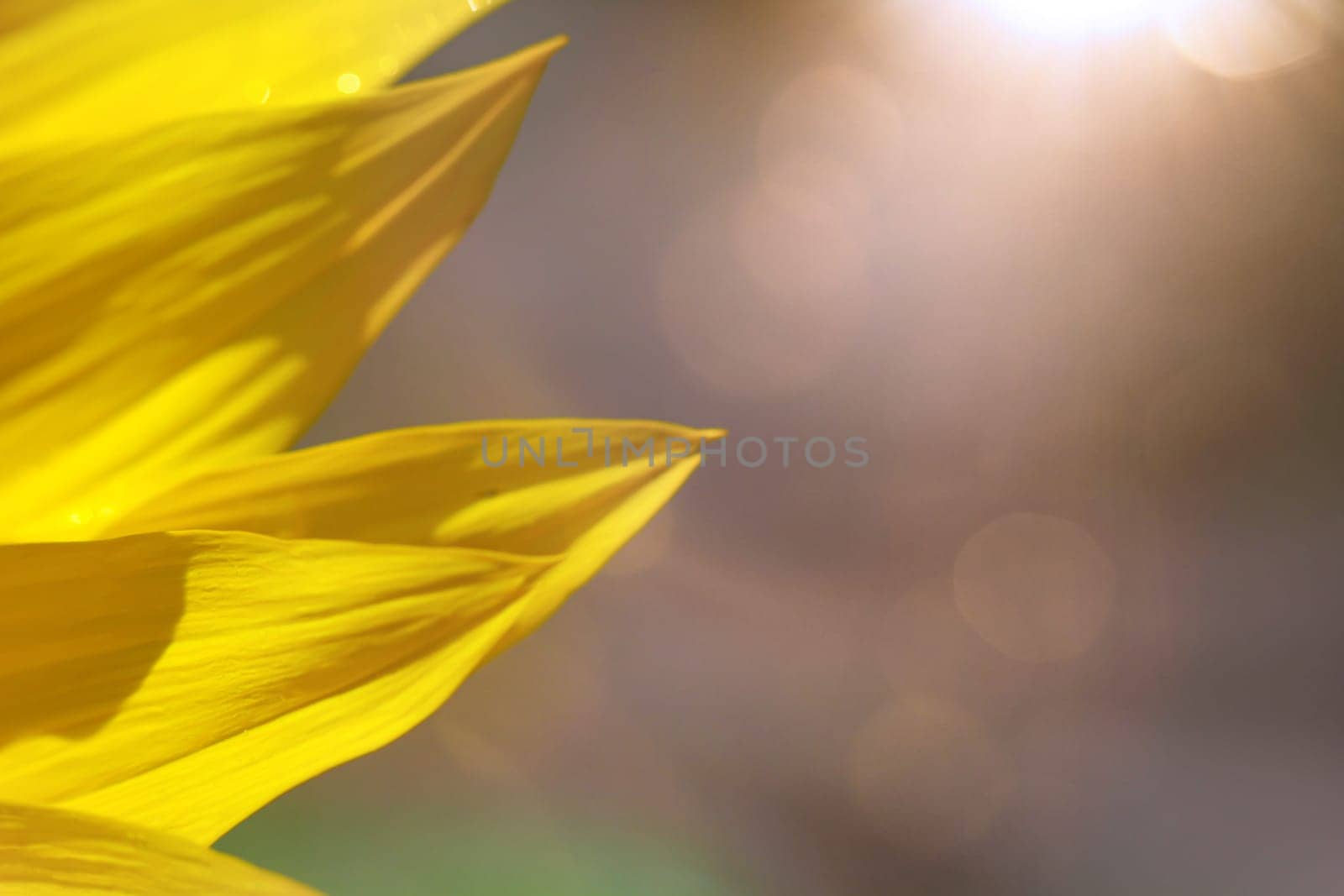 The petals of a sunflower with bouquet and light.