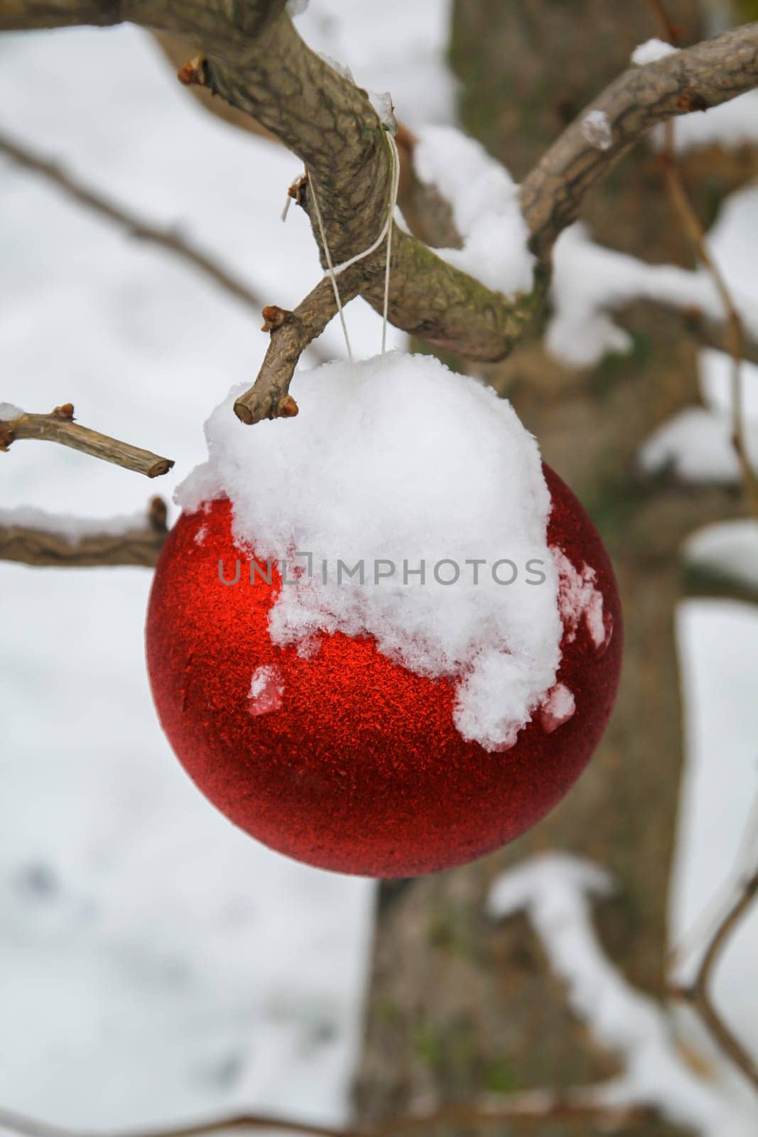 A bright red ball at Christmas time covered with snow on a tree outside.