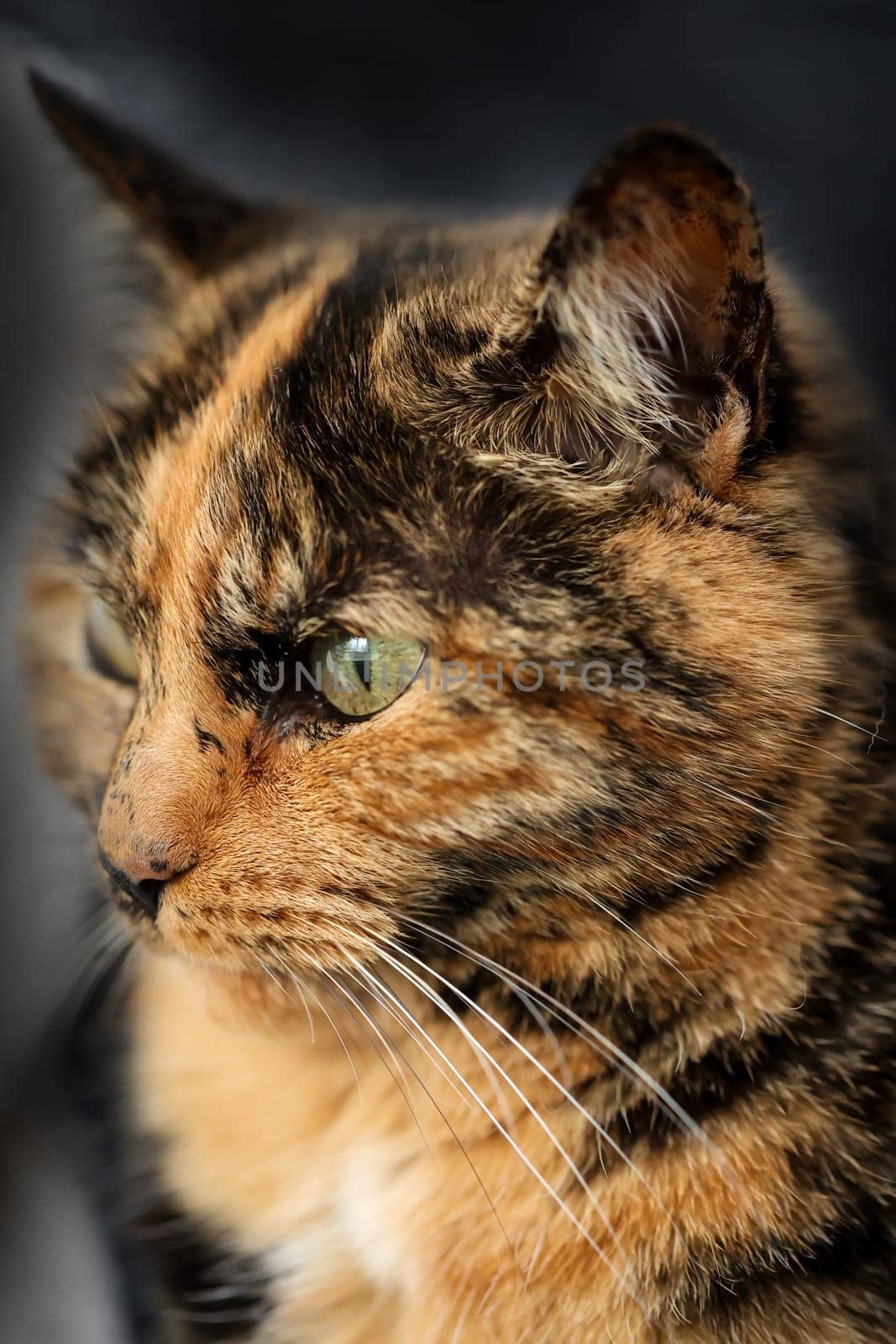 Portrait of a house cat, a cat with reddish-brown fur.