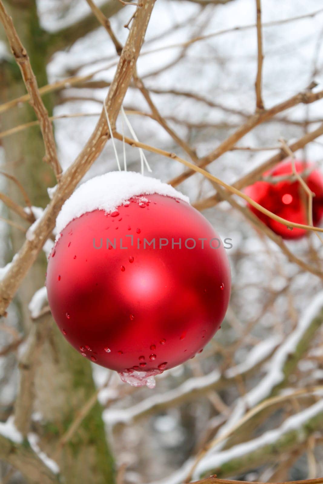 A bright red ball at Christmas time covered with snow on a tree outside.