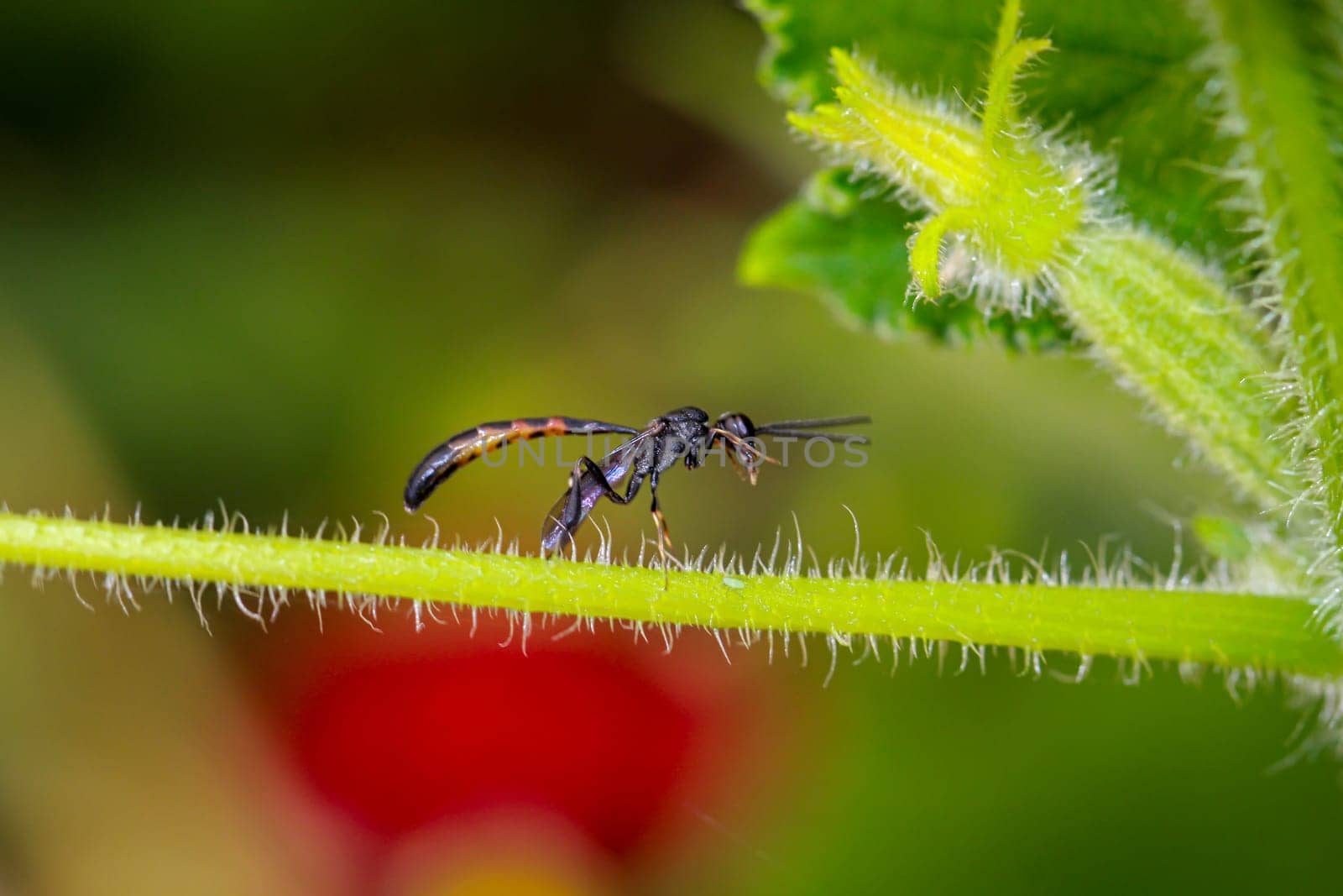 A Tailia wasp on a part of a cucumber plant.