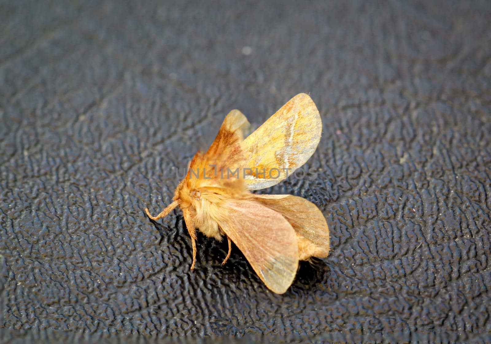 Close-up of a dock rootworm (Triodia sylvina) on a black leathery surface.