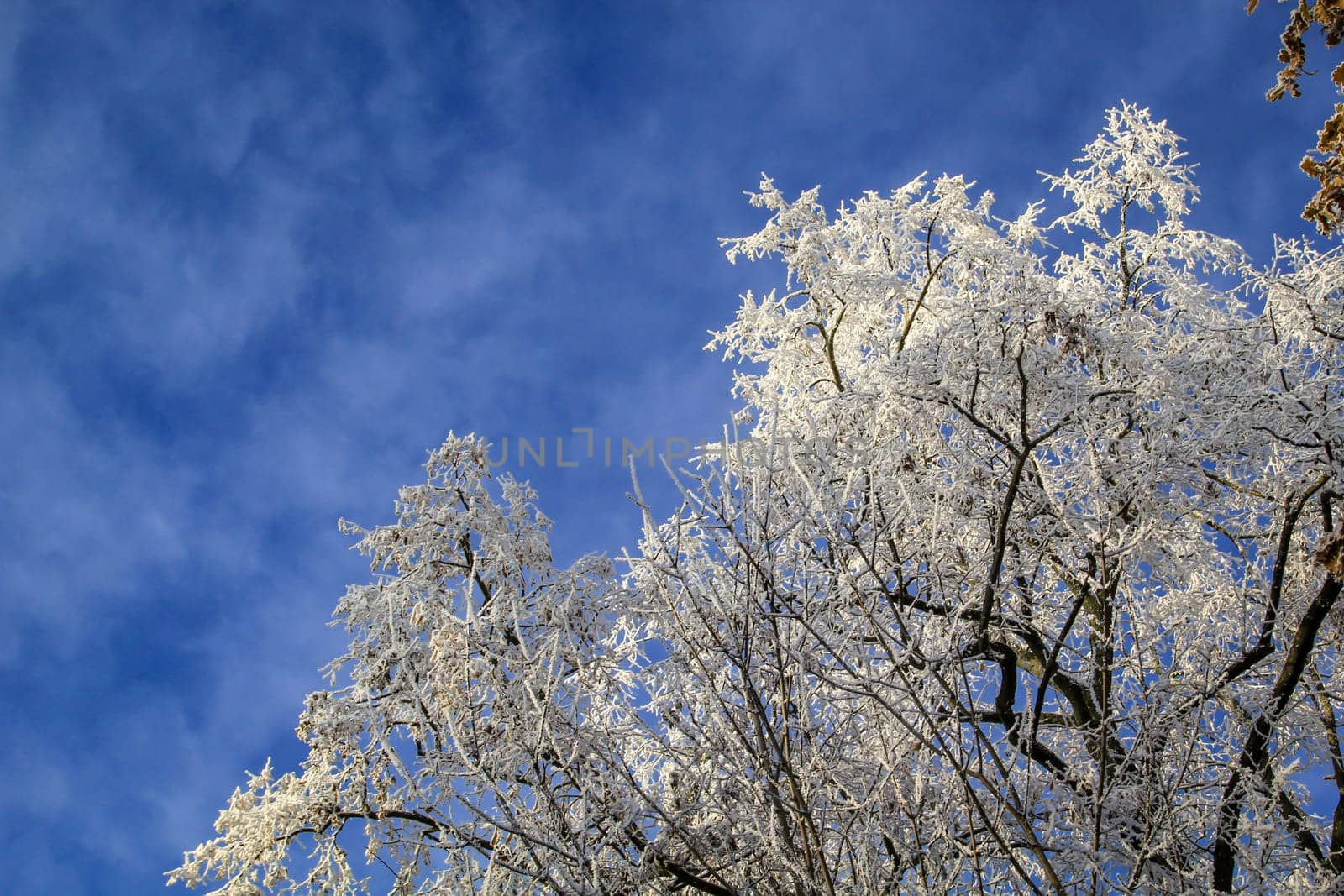 Bueme covered with hoarfrost in a cold winter landscape.