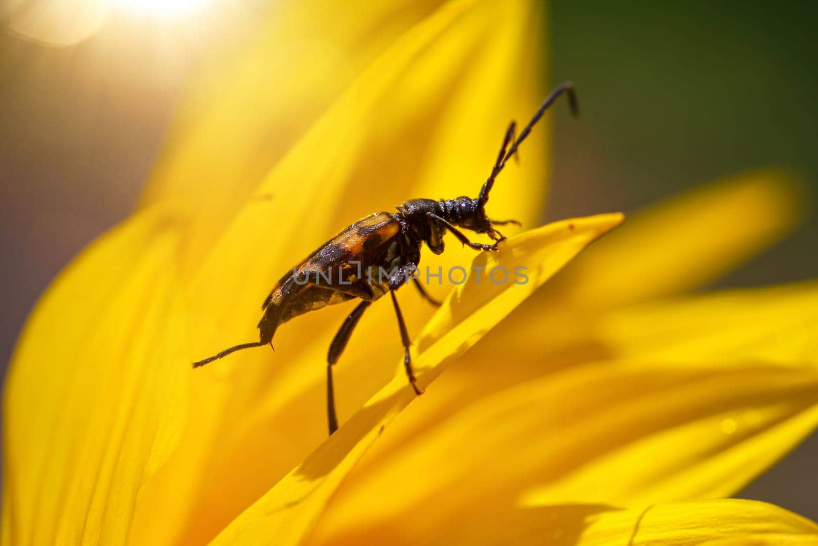 A four-banded narrowbuck, Leptura quadrifasciata on a sunflower.