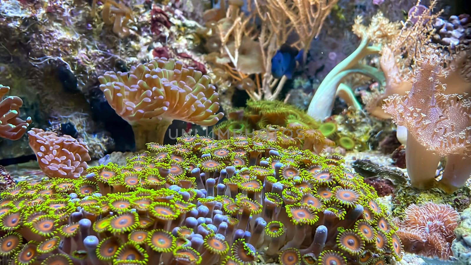 One of many beautiful coral species in a marine aquarium.
