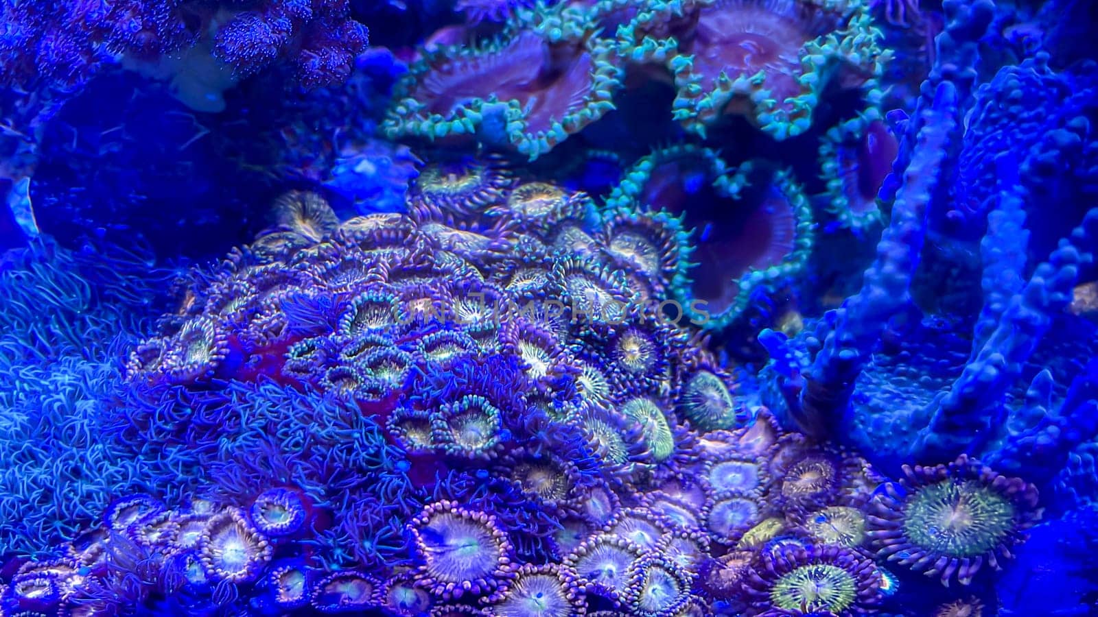 One of many beautiful coral species in a marine aquarium.