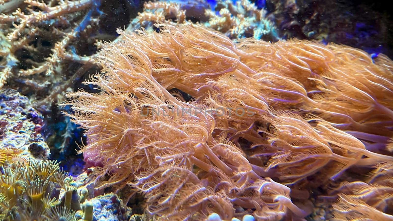 One of many beautiful coral species in a marine aquarium.