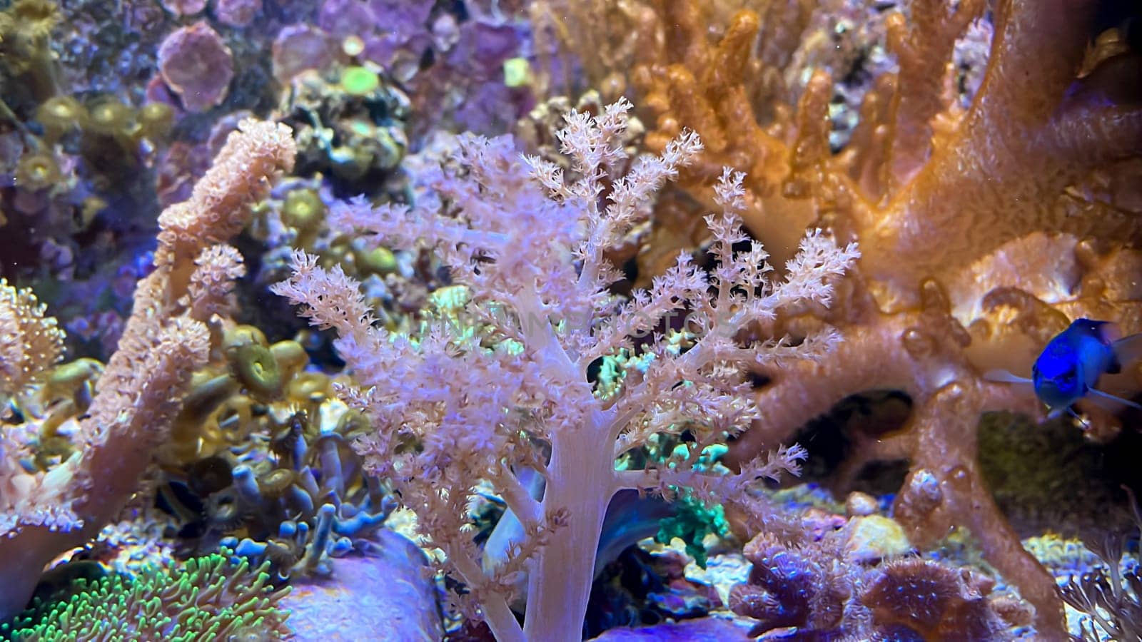 One of many beautiful coral species in a marine aquarium.