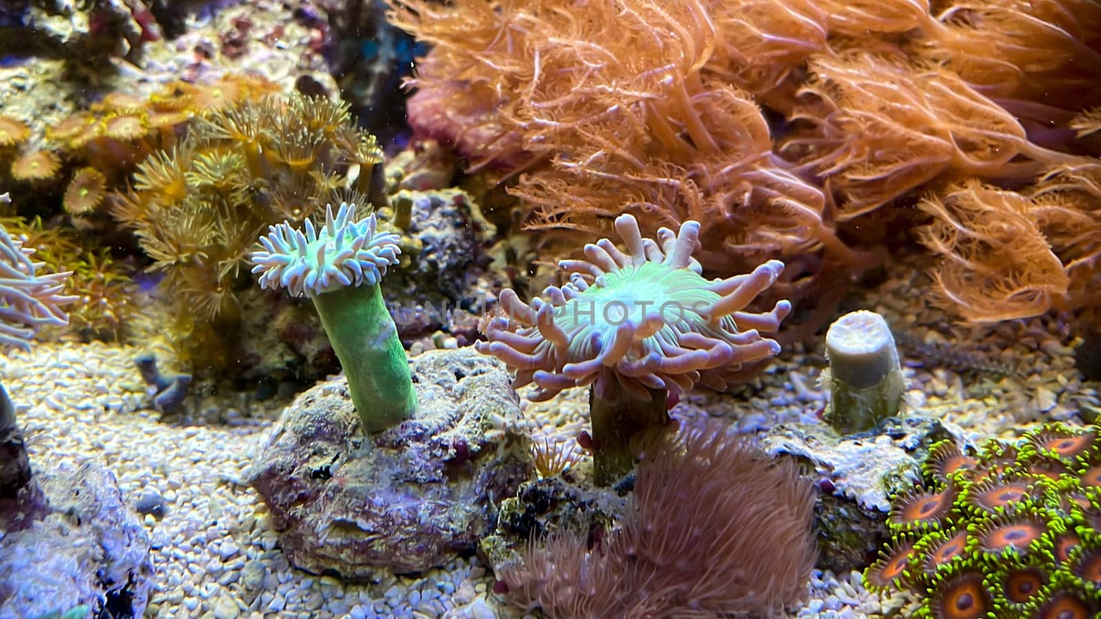 One of many beautiful coral species in a marine aquarium.
