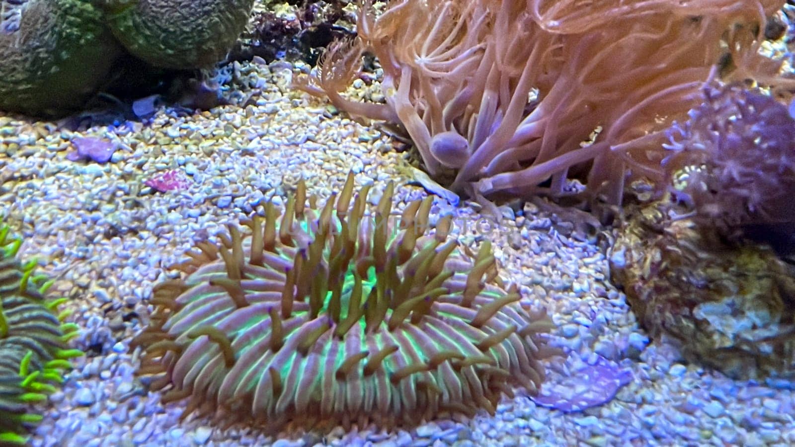 One of many beautiful coral species in a marine aquarium.