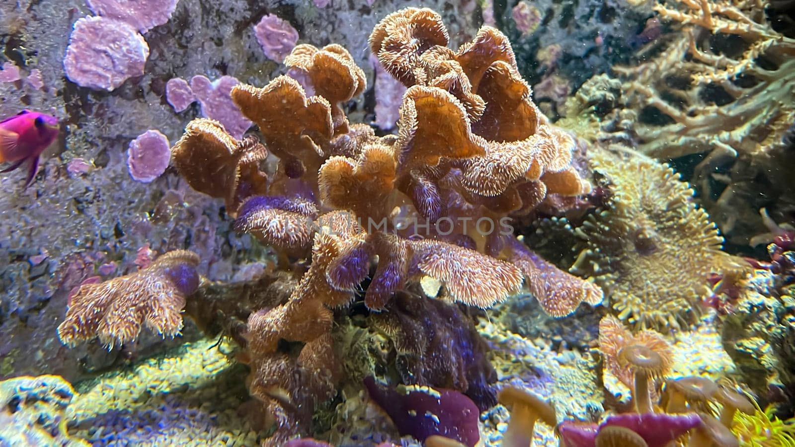 One of many beautiful coral species in a marine aquarium.
