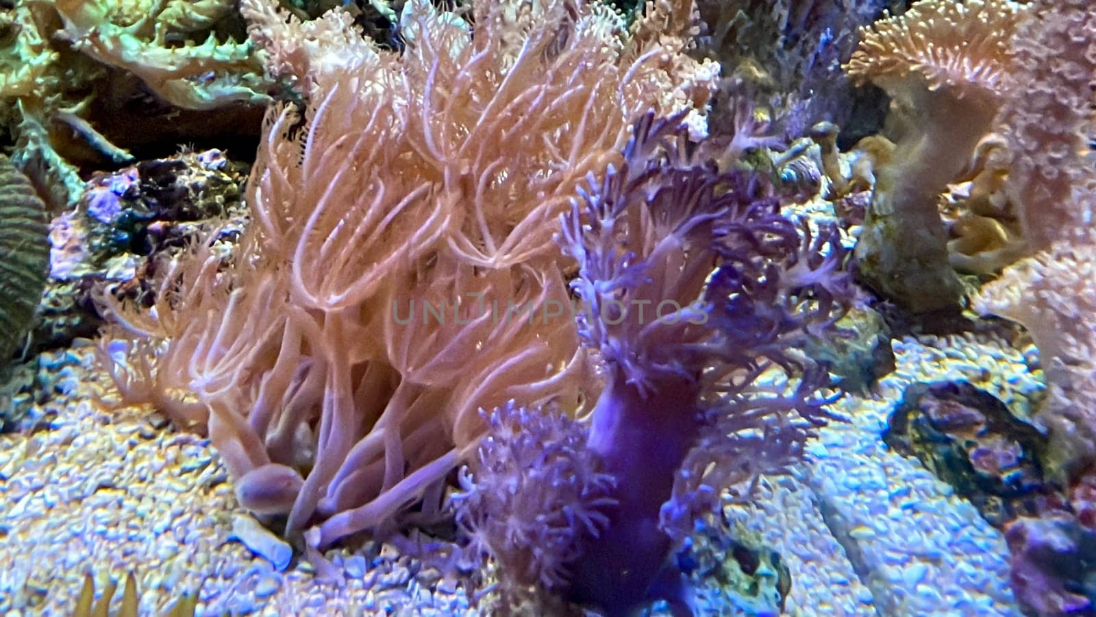 One of many beautiful coral species in a marine aquarium.