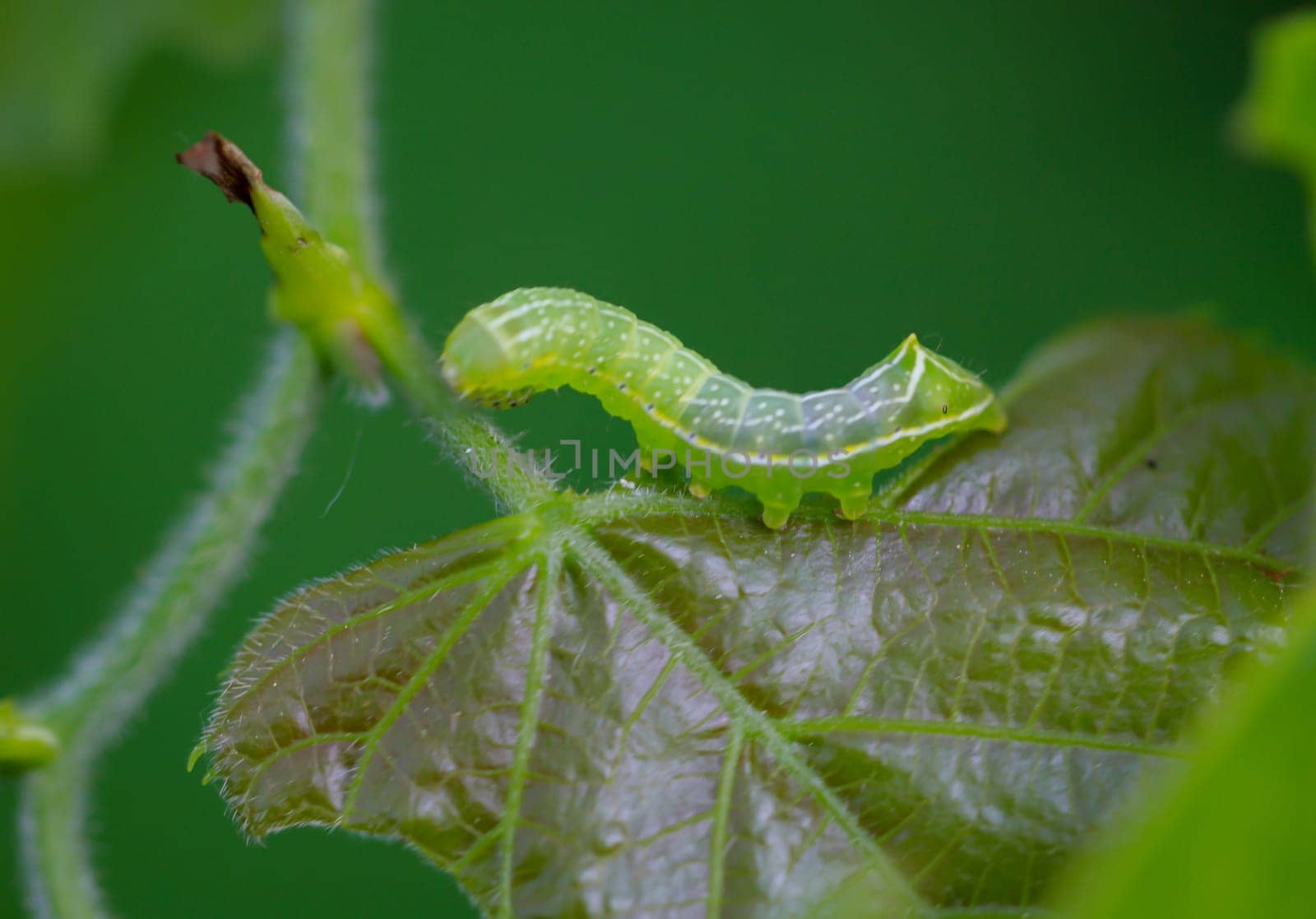 The caterpillar of a pyramid owl, Amphipyra pyramidea on a leaf.