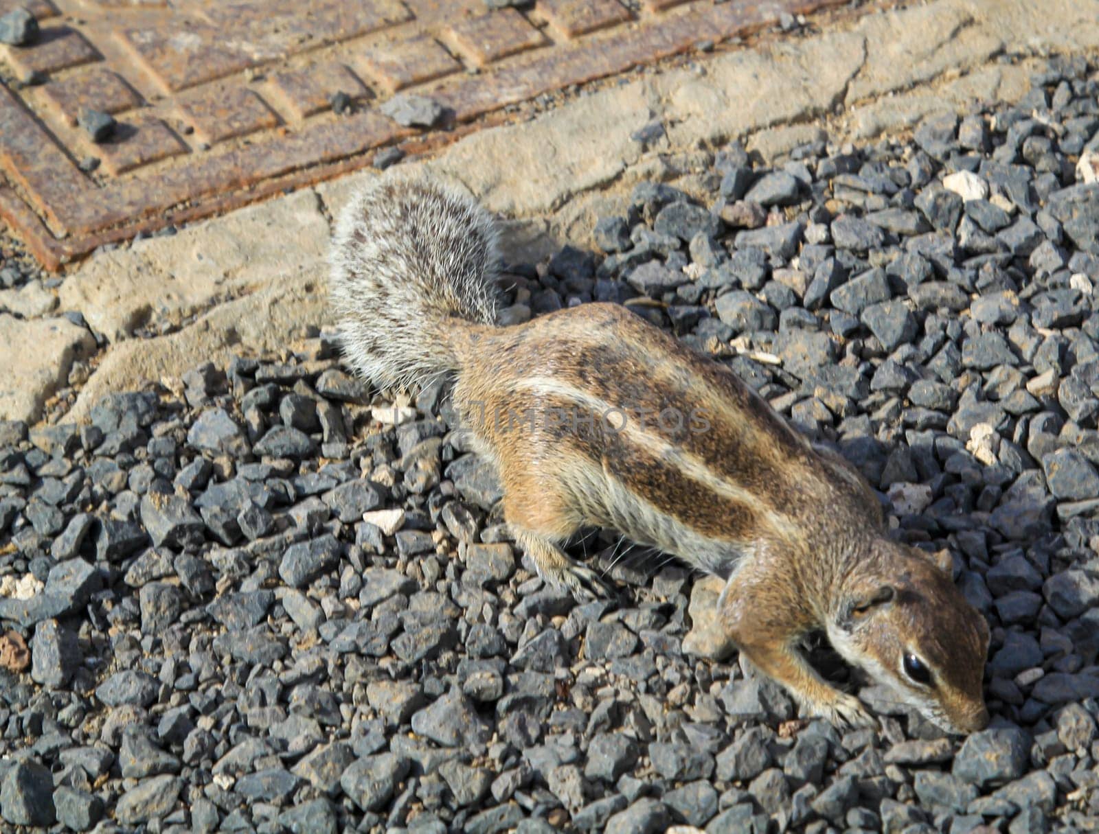 Close-up of an Atlas squirrel on Fuerteventura. An introduced species.