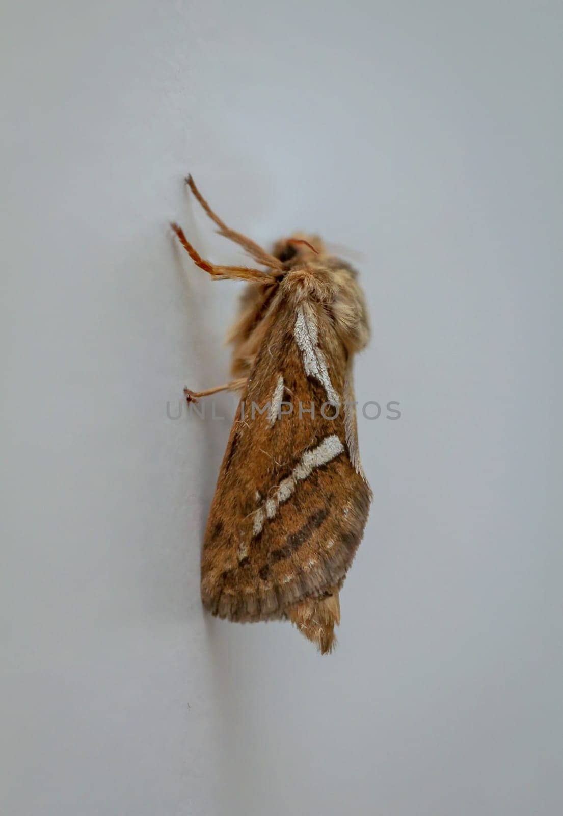 Side view of a small hop rootworm on a wall.