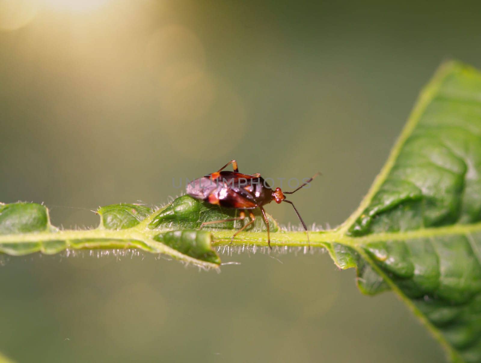 A red bug with black spots on the wings.